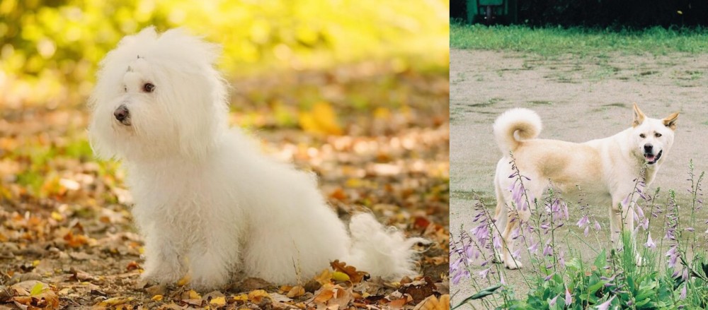 Pungsan Dog vs Bichon Bolognese - Breed Comparison