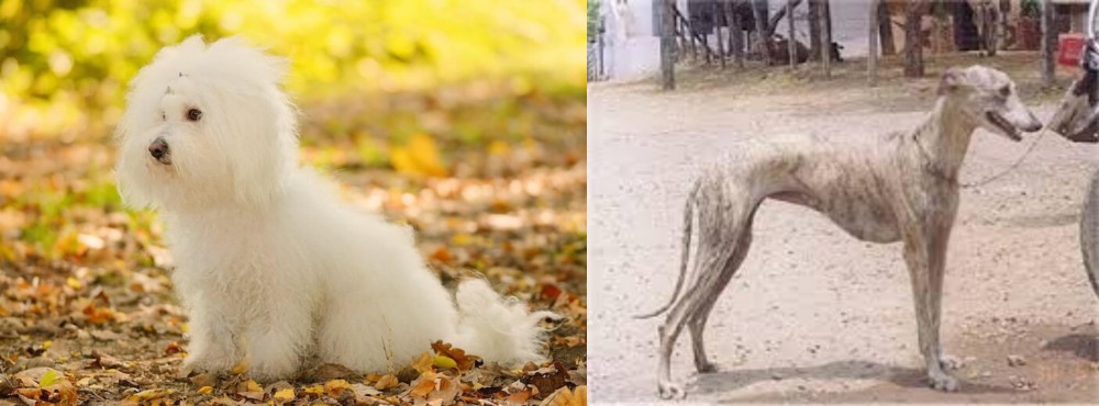 Rampur Greyhound vs Bichon Bolognese - Breed Comparison