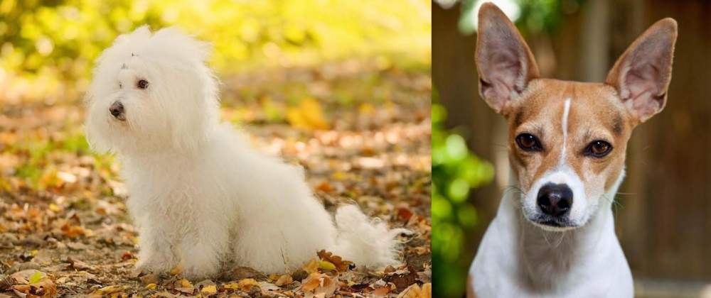 Rat Terrier vs Bichon Bolognese - Breed Comparison