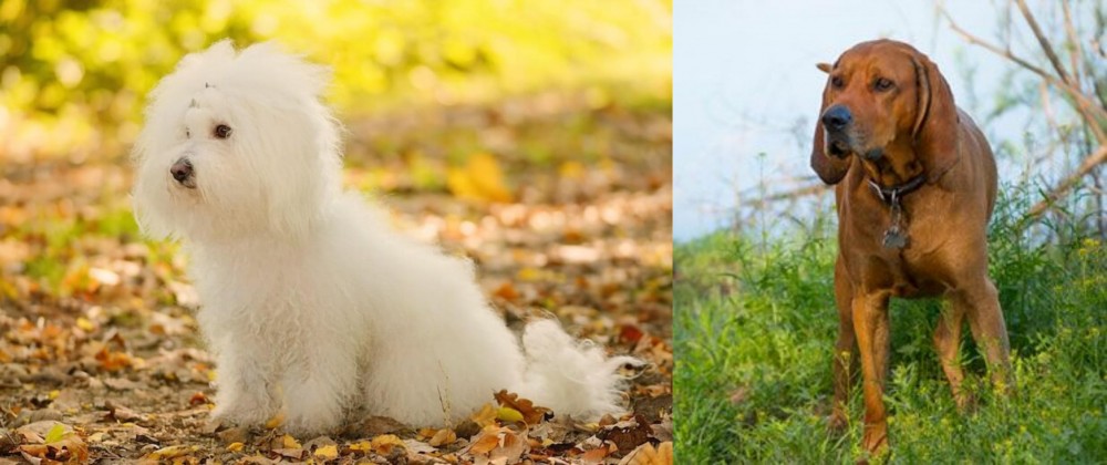 Redbone Coonhound vs Bichon Bolognese - Breed Comparison
