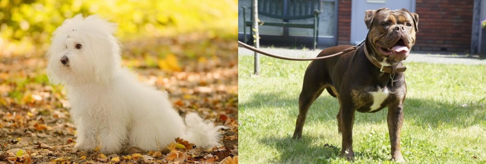 Renascence Bulldogge vs Bichon Bolognese - Breed Comparison