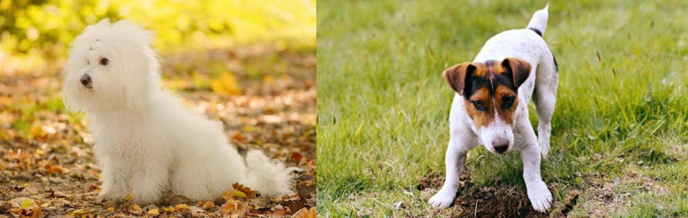 Russell Terrier vs Bichon Bolognese - Breed Comparison