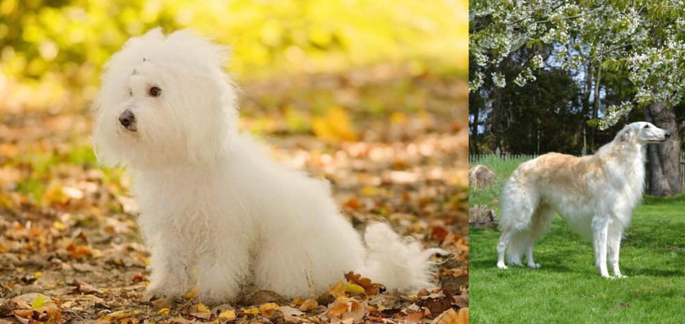 Russian Hound vs Bichon Bolognese - Breed Comparison