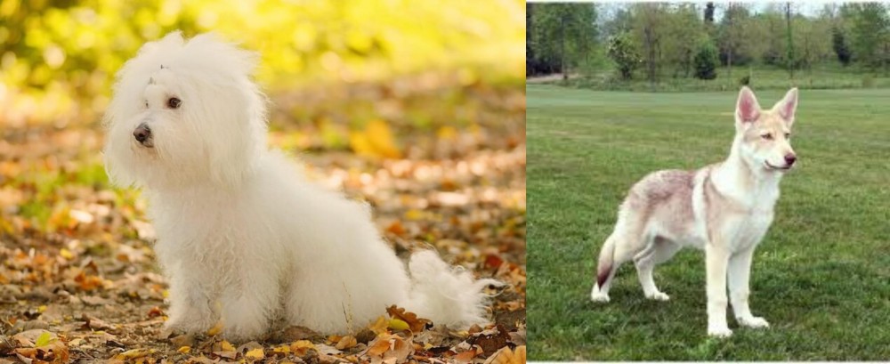 Saarlooswolfhond vs Bichon Bolognese - Breed Comparison