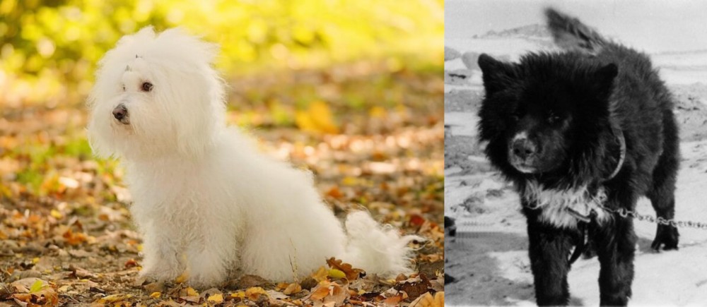Sakhalin Husky vs Bichon Bolognese - Breed Comparison