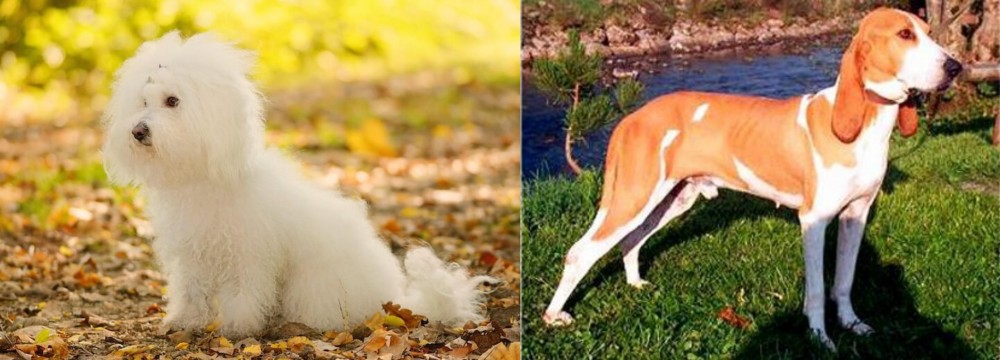 Schweizer Laufhund vs Bichon Bolognese - Breed Comparison