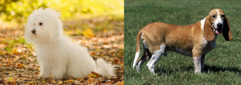 Schweizer Niederlaufhund vs Bichon Bolognese - Breed Comparison