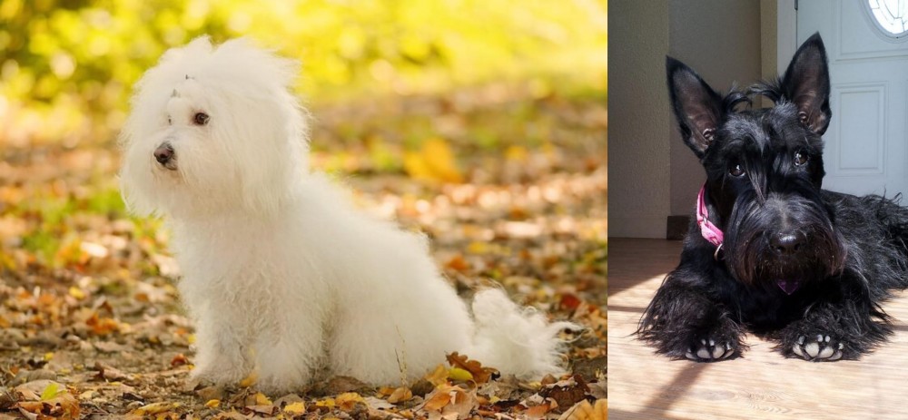 Scottish Terrier vs Bichon Bolognese - Breed Comparison