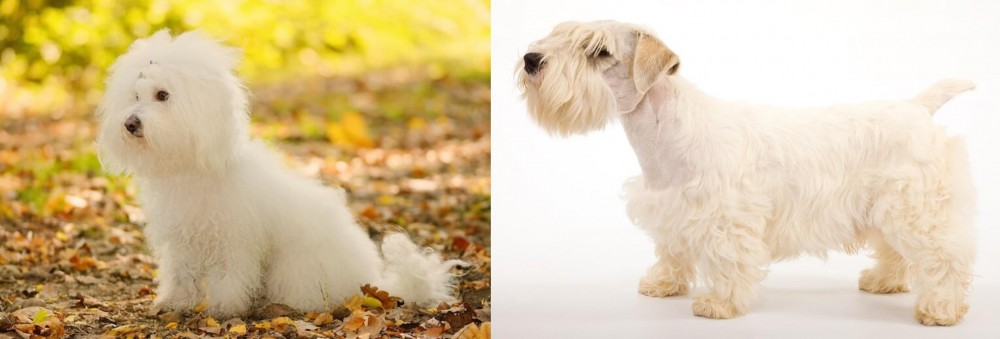 Sealyham Terrier vs Bichon Bolognese - Breed Comparison