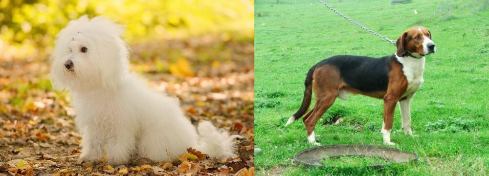 Serbian Tricolour Hound vs Bichon Bolognese - Breed Comparison