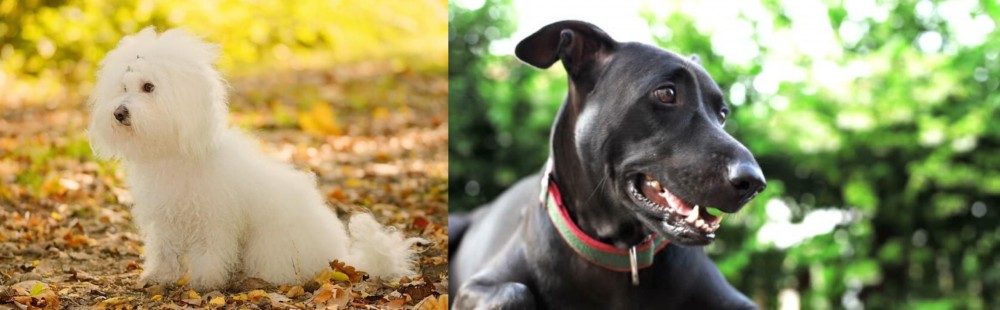 Shepard Labrador vs Bichon Bolognese - Breed Comparison