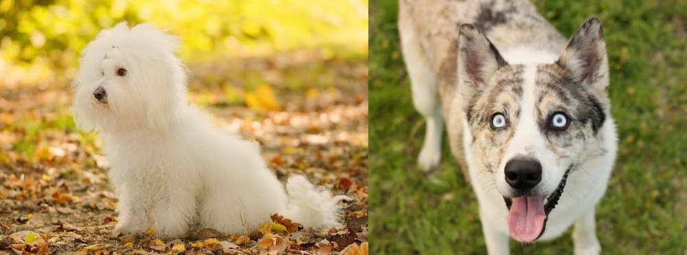 Shepherd Husky vs Bichon Bolognese - Breed Comparison
