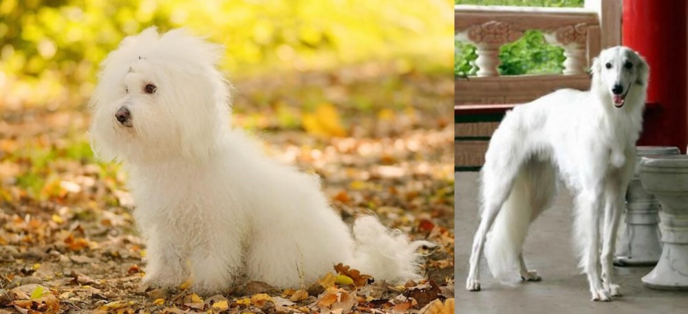 Silken Windhound vs Bichon Bolognese - Breed Comparison