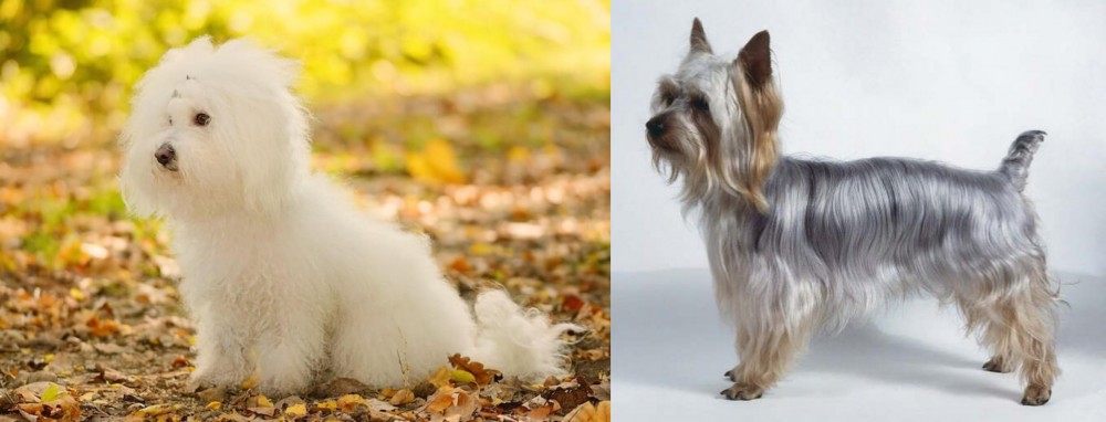 Silky Terrier vs Bichon Bolognese - Breed Comparison