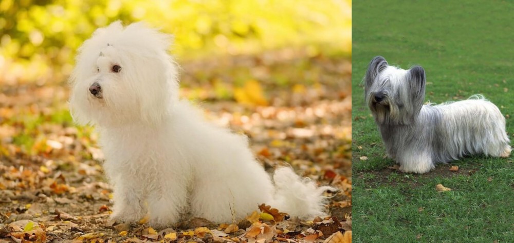 Skye Terrier vs Bichon Bolognese - Breed Comparison