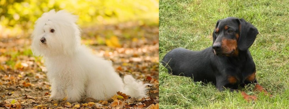 Slovakian Hound vs Bichon Bolognese - Breed Comparison