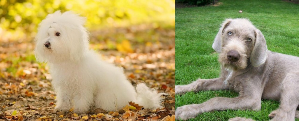 Slovakian Rough Haired Pointer vs Bichon Bolognese - Breed Comparison