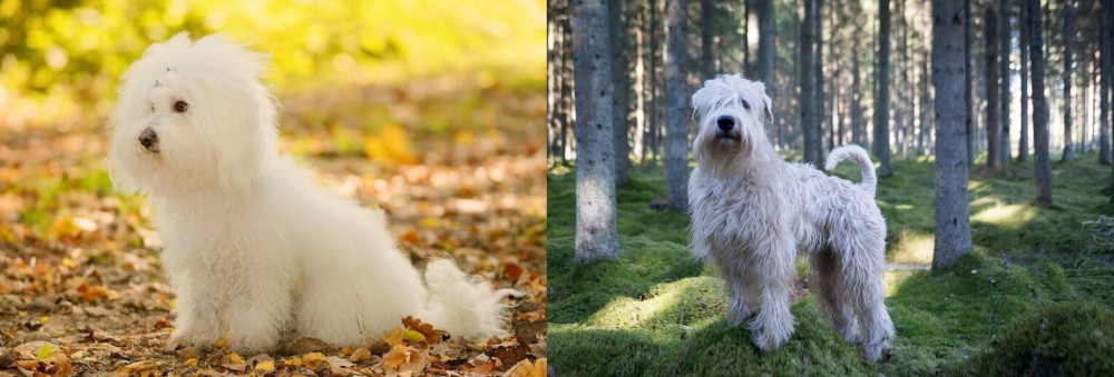 Soft-Coated Wheaten Terrier vs Bichon Bolognese - Breed Comparison