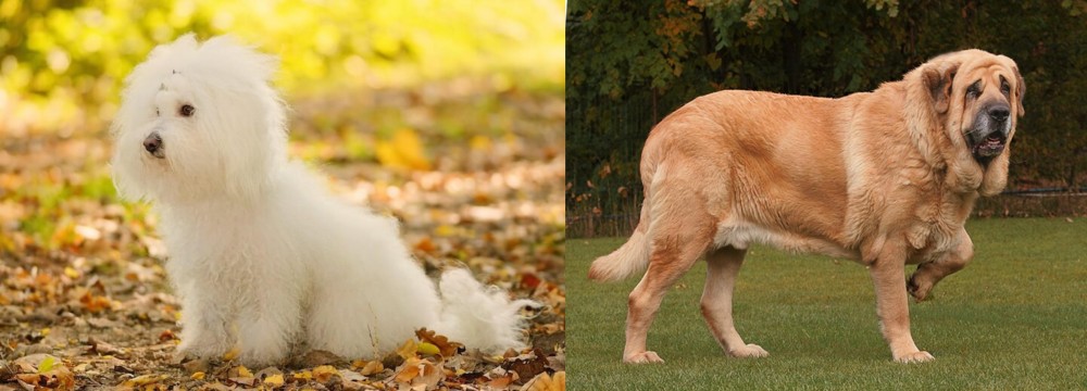 Spanish Mastiff vs Bichon Bolognese - Breed Comparison
