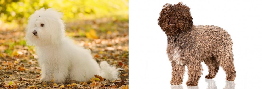 Spanish Water Dog vs Bichon Bolognese - Breed Comparison