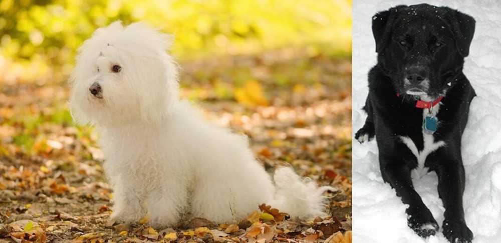 St. John's Water Dog vs Bichon Bolognese - Breed Comparison