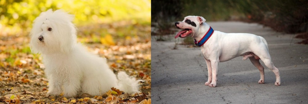 Staffordshire Bull Terrier vs Bichon Bolognese - Breed Comparison