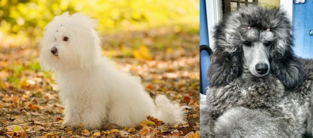 Standard Poodle vs Bichon Bolognese - Breed Comparison
