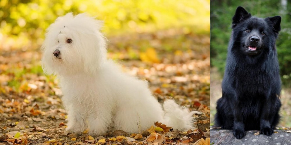 Swedish Lapphund vs Bichon Bolognese - Breed Comparison