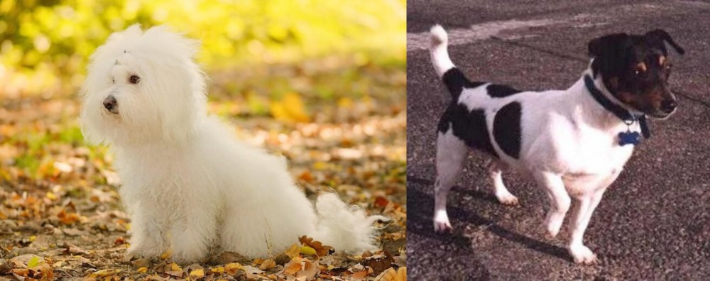 Teddy Roosevelt Terrier vs Bichon Bolognese - Breed Comparison