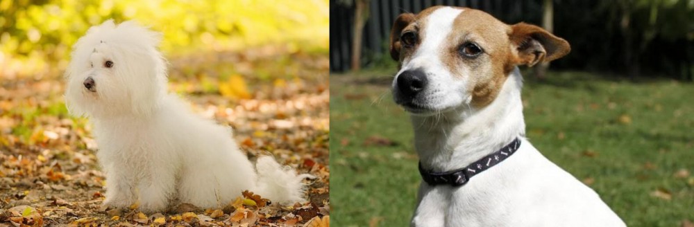 Tenterfield Terrier vs Bichon Bolognese - Breed Comparison
