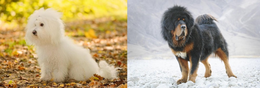 Tibetan Mastiff vs Bichon Bolognese - Breed Comparison
