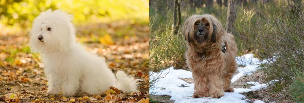 Tibetan Terrier vs Bichon Bolognese - Breed Comparison