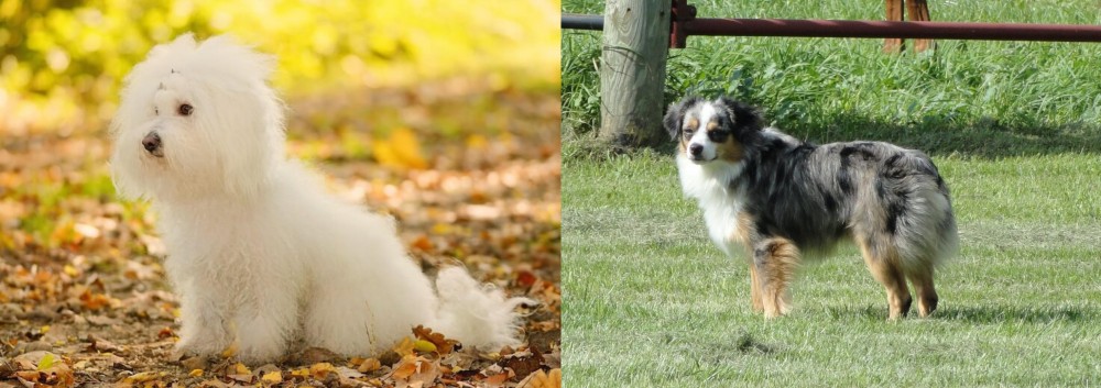 Toy Australian Shepherd vs Bichon Bolognese - Breed Comparison