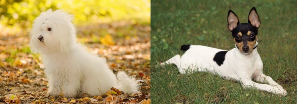 Toy Fox Terrier vs Bichon Bolognese - Breed Comparison