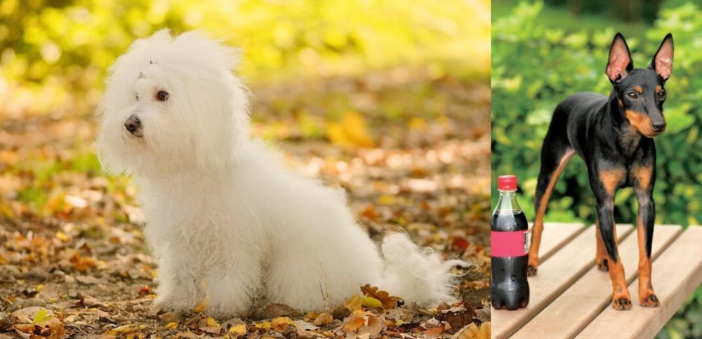 Toy Manchester Terrier vs Bichon Bolognese - Breed Comparison