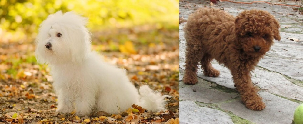 Toy Poodle vs Bichon Bolognese - Breed Comparison