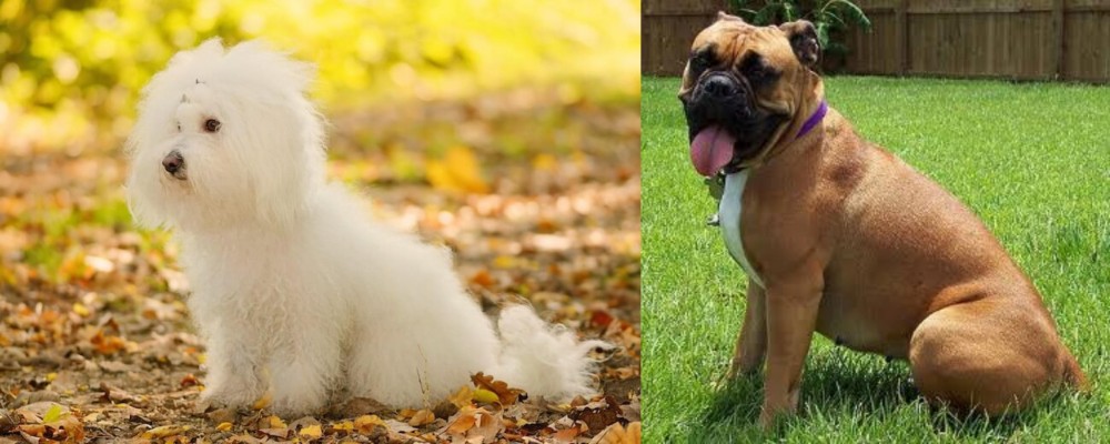 Valley Bulldog vs Bichon Bolognese - Breed Comparison