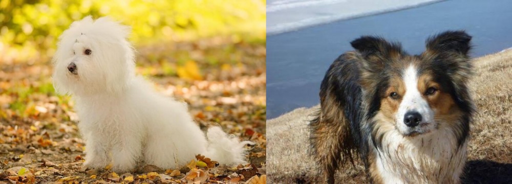 Welsh Sheepdog vs Bichon Bolognese - Breed Comparison
