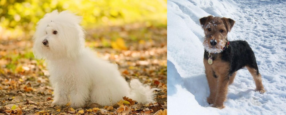 Welsh Terrier vs Bichon Bolognese - Breed Comparison