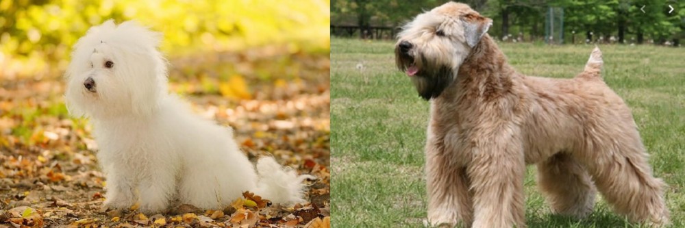 Wheaten Terrier vs Bichon Bolognese - Breed Comparison