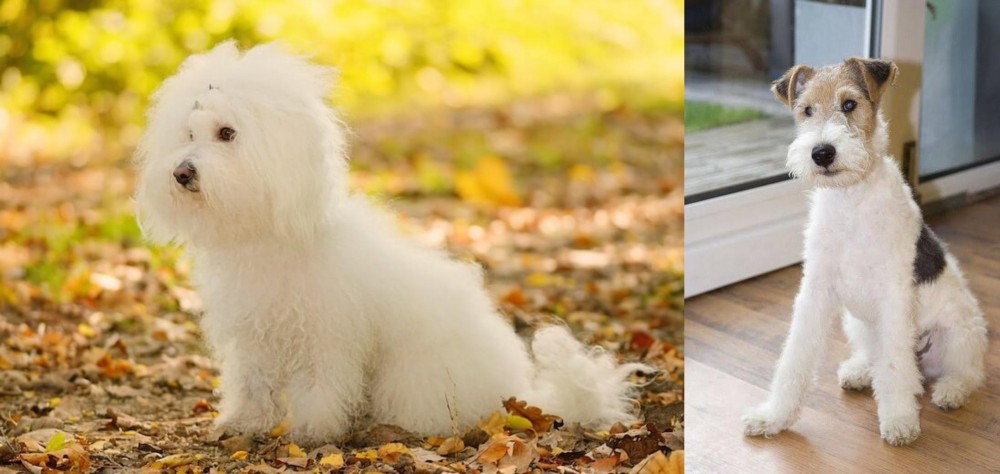 Wire Fox Terrier vs Bichon Bolognese - Breed Comparison