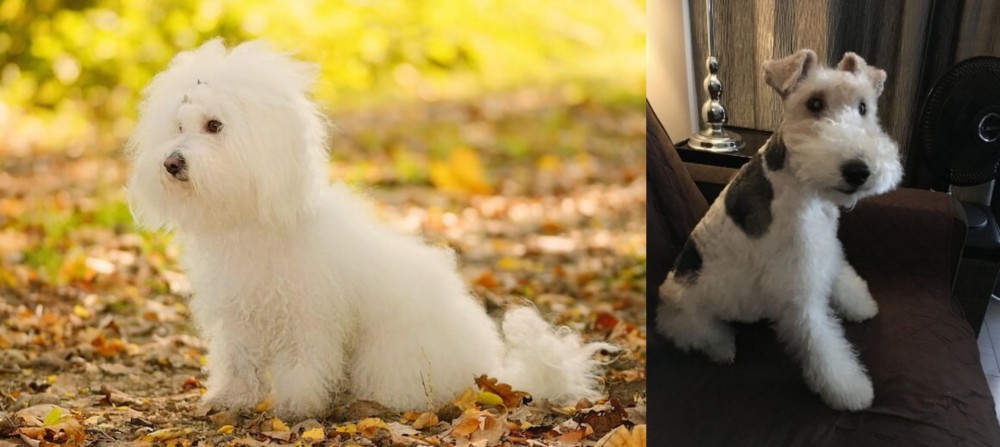 Wire Haired Fox Terrier vs Bichon Bolognese - Breed Comparison