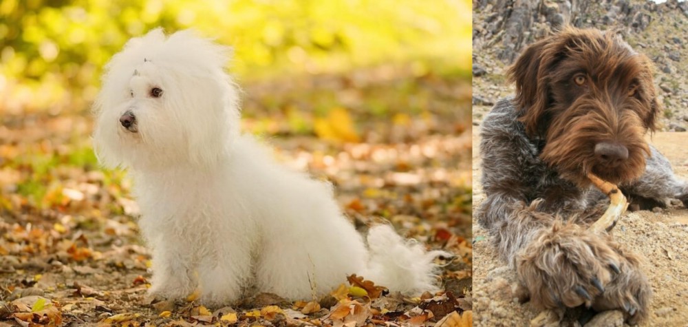 Wirehaired Pointing Griffon vs Bichon Bolognese - Breed Comparison