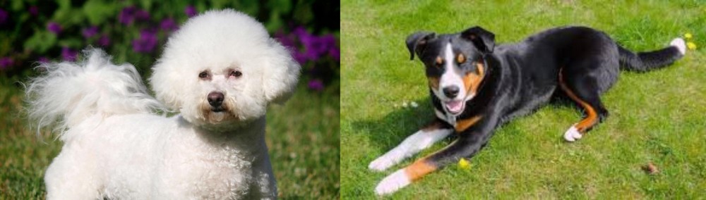 Appenzell Mountain Dog vs Bichon Frise - Breed Comparison