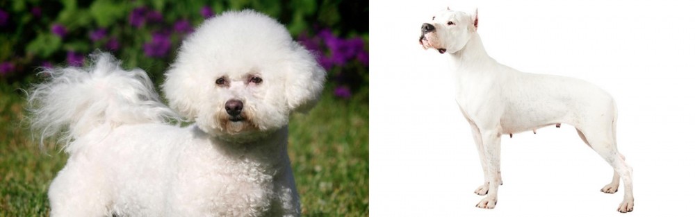 Argentine Dogo vs Bichon Frise - Breed Comparison