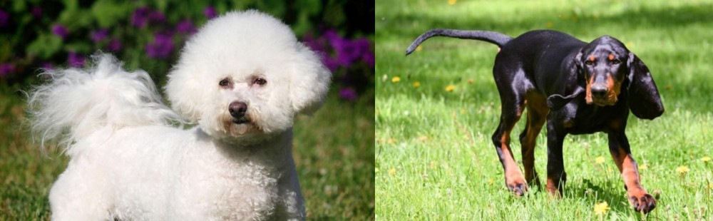 Black and Tan Coonhound vs Bichon Frise - Breed Comparison