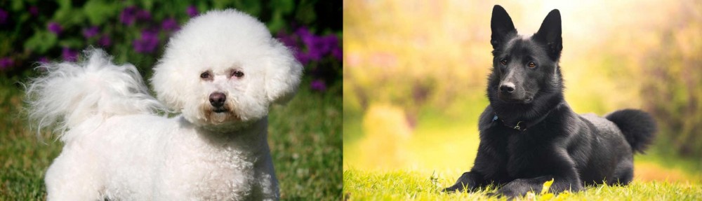 Black Norwegian Elkhound vs Bichon Frise - Breed Comparison