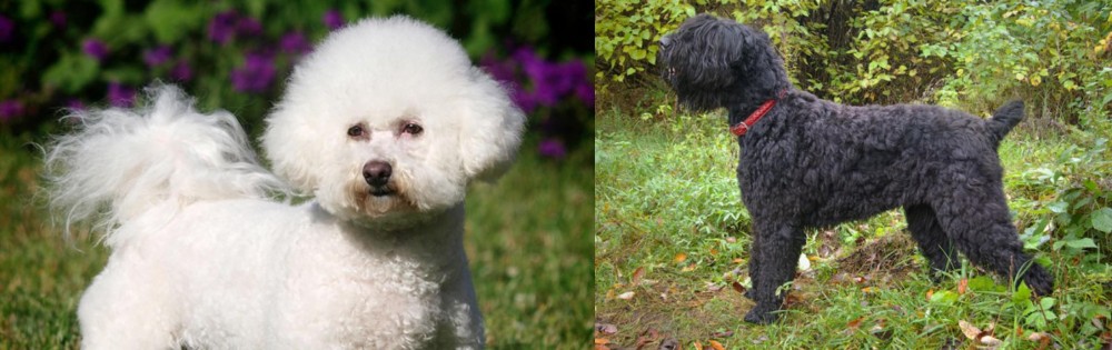 Black Russian Terrier vs Bichon Frise - Breed Comparison