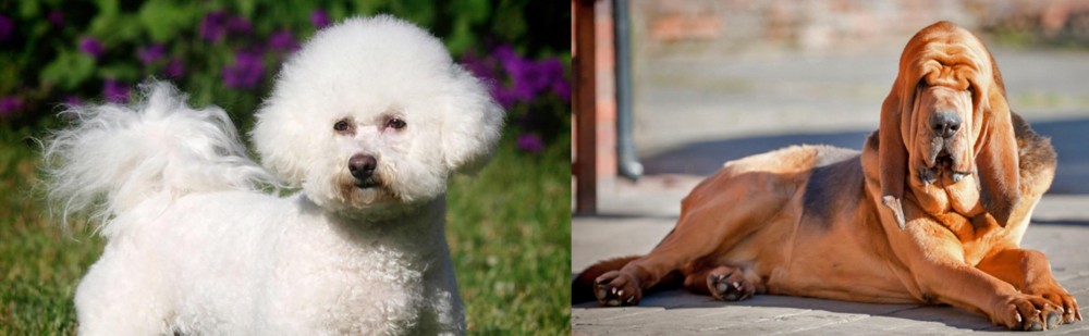 Bloodhound vs Bichon Frise - Breed Comparison