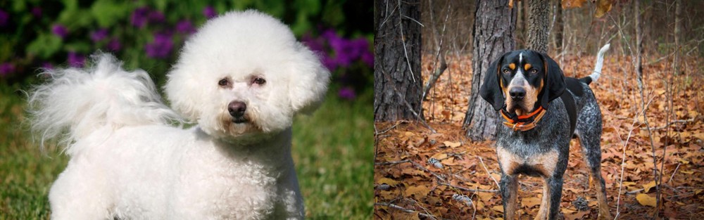 Bluetick Coonhound vs Bichon Frise - Breed Comparison
